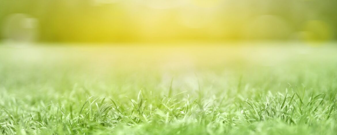 hallmarket banner bck 3